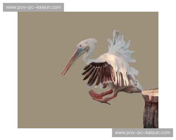 绿茵江湖的南征北伐：当“天鹅”邂逅“喜鹊”，这不只是一场足球赛